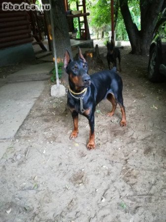 Dobermann fedeztetés.