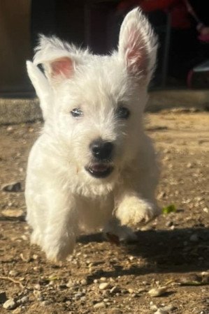 West highland white terrier