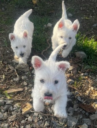 West highland white terrier