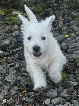 West highland white terrier