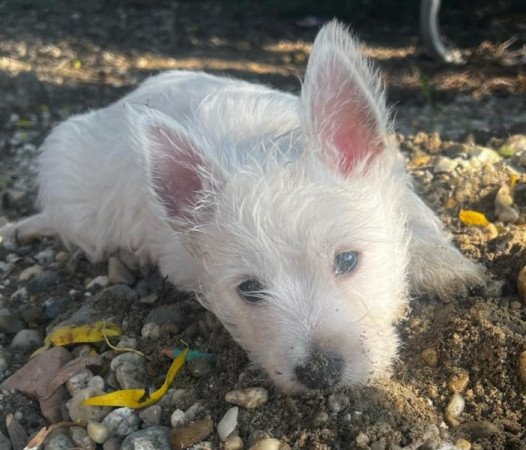 West highland white terrier