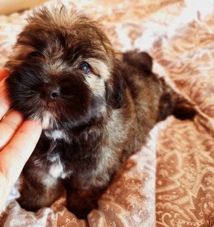 Bichon havanese