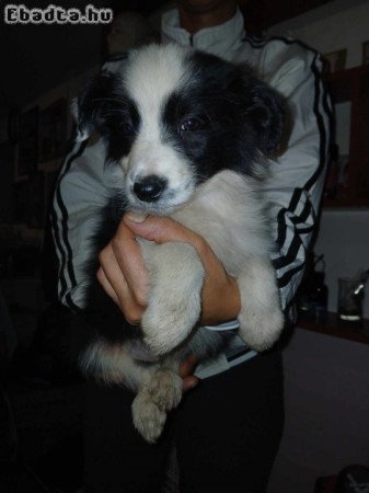 Eladó Border collie