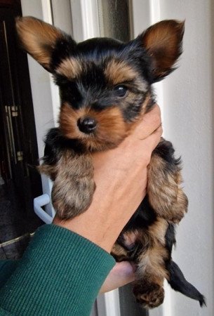 Yorkshire terrier