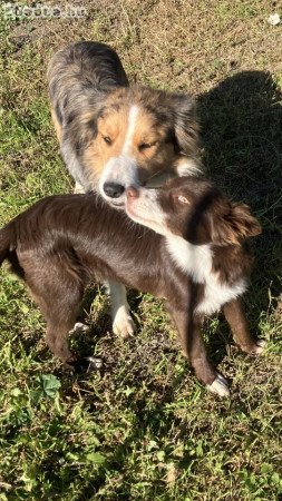 Csokoládé Border Collie 06705977515