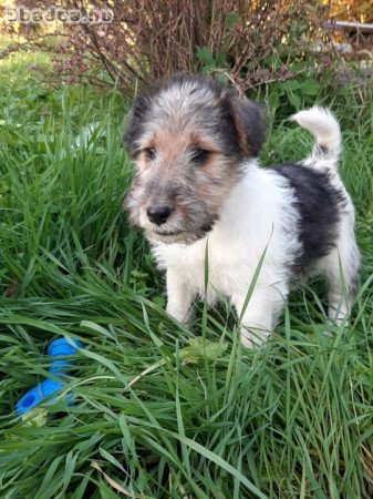 drótszőrű foxterrier kölykök eladók