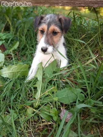 drótszőrű foxterrier kölykök eladók