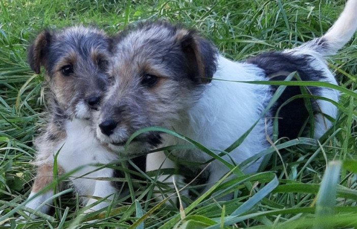 drótszőrű foxterrier