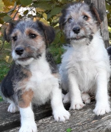 drótszőrű foxterrier