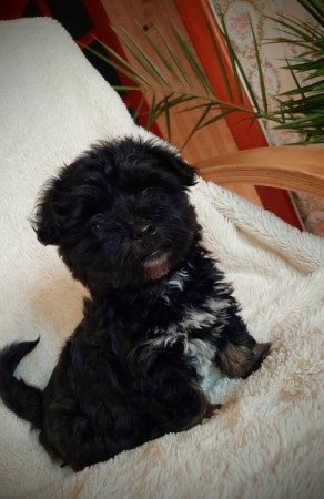 Bishon havanese