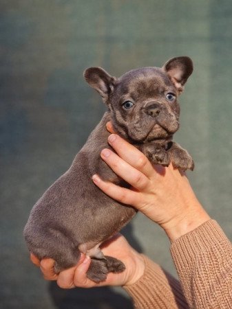 Francia bulldog