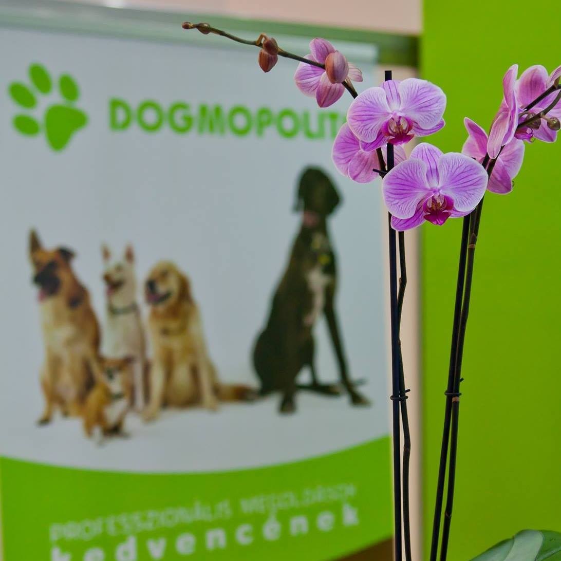 Dogmopolite Kutyakozmetika