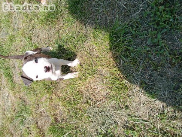 Eladó Staffordshire terrier kölykök