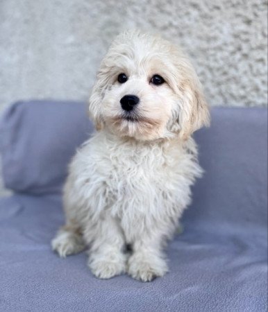 Maltipoo maltai es torpe uszkar