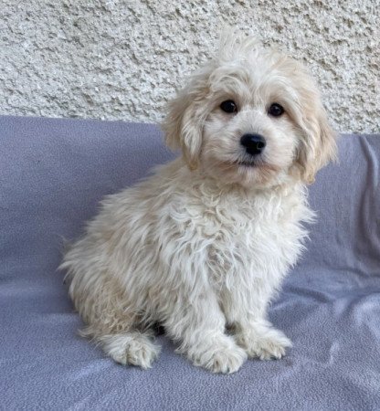 Maltipoo maltai es torpe uszkar