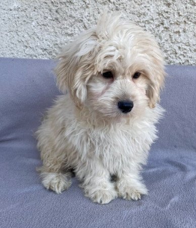 Maltipoo maltai es torpe uszkar