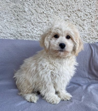 Maltipoo maltai es torpe uszkar