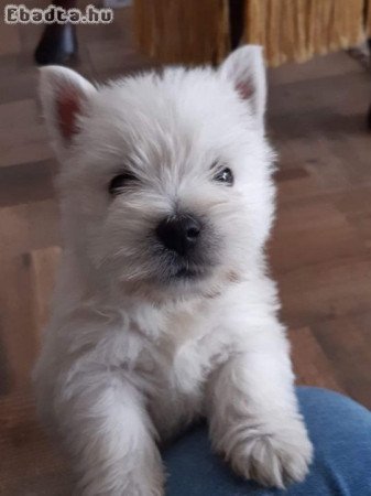 Tündéri Westie kiskutyàk