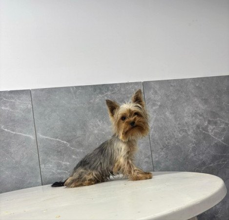 Yorkshire terrier