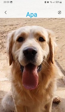 GOLDEN RETRIEVER