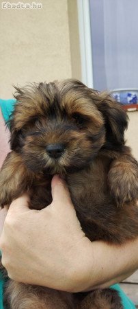 Bichon havanese kisfiú