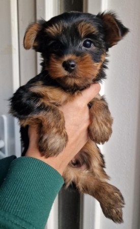 Yorkshire terrier