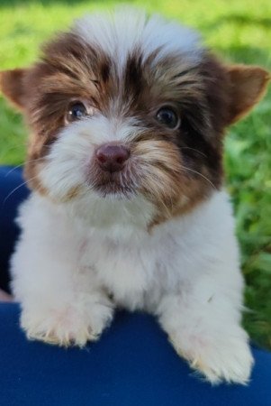 Biro yorkshire terrier