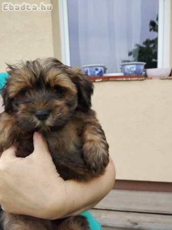 Bichon havanese kisfiú