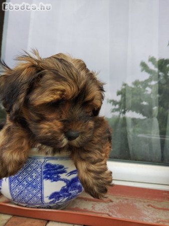 Bichon havanese kisfiú