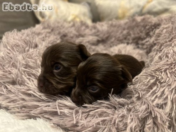 Dark csoki színű Yorkshire terrier