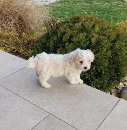 Bichon Havanese