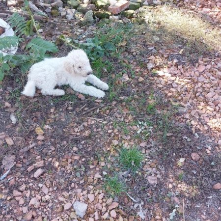 Komondor