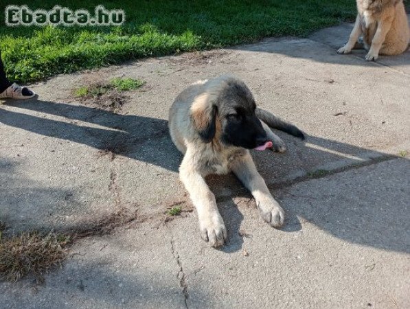 Kaukázusi juhász jellegű kölykök költöznének