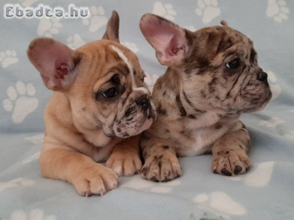 eladó francia bulldog  brindle, merle