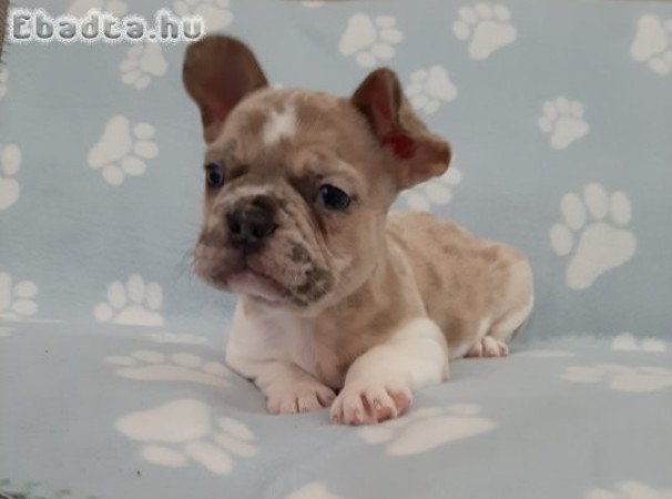 eladó francia bulldog  brindle, merle