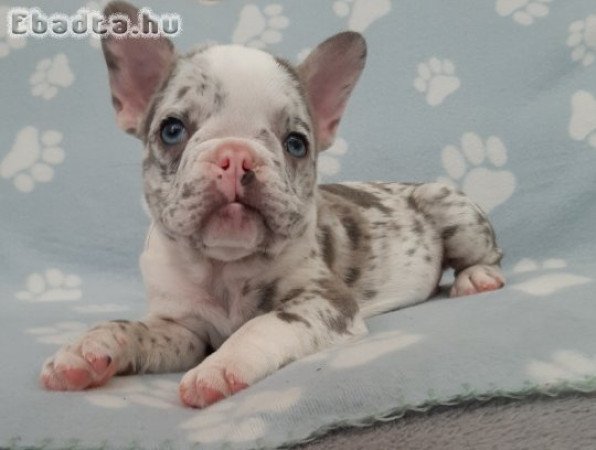 eladó francia bulldog lilac,blue fawn merle