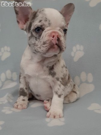 eladó francia bulldog lilac,blue fawn merle