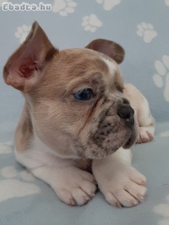 eladó francia bulldog lilac,blue fawn merle