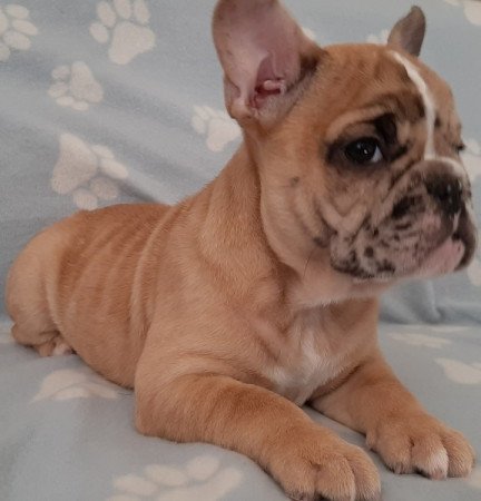 francia bulldog