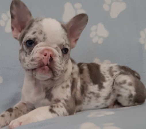 francia bulldog