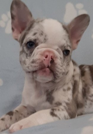 francia bulldog