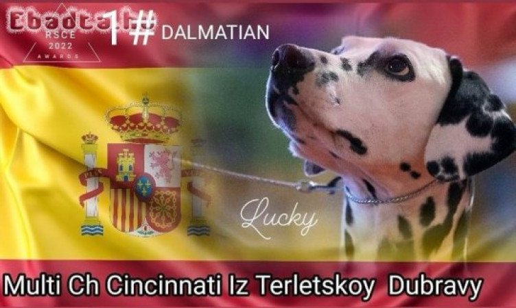 Törzskönyves dalmata kiskutyák