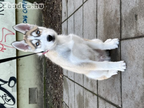 Syberiai husky kölyök fajtatiszta