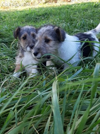 drótszőrű foxterrier kölykök eladók