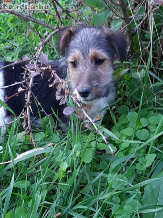 drótszőrű foxterrier kölykök eladók