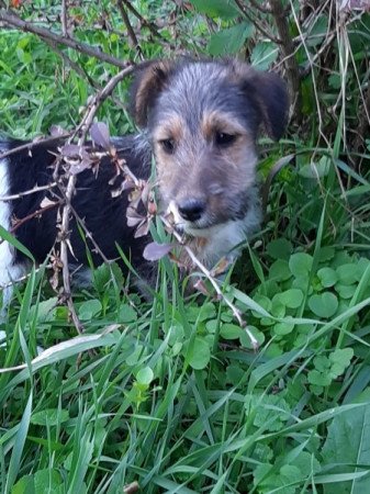 drótszőrű foxterrier