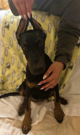 Dobermann