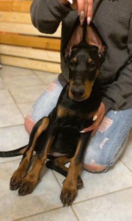 Dobermann