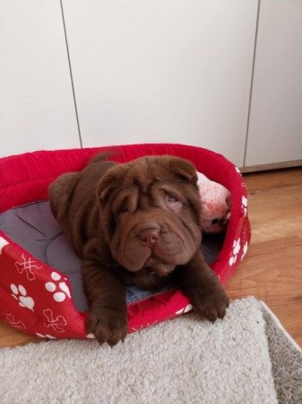 Shar pei sharpei shar-pei