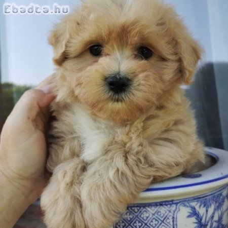 Bichon havanese